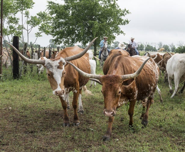 Hundreds of the top Longhorn cattle will be in Wichita Falls this week.
