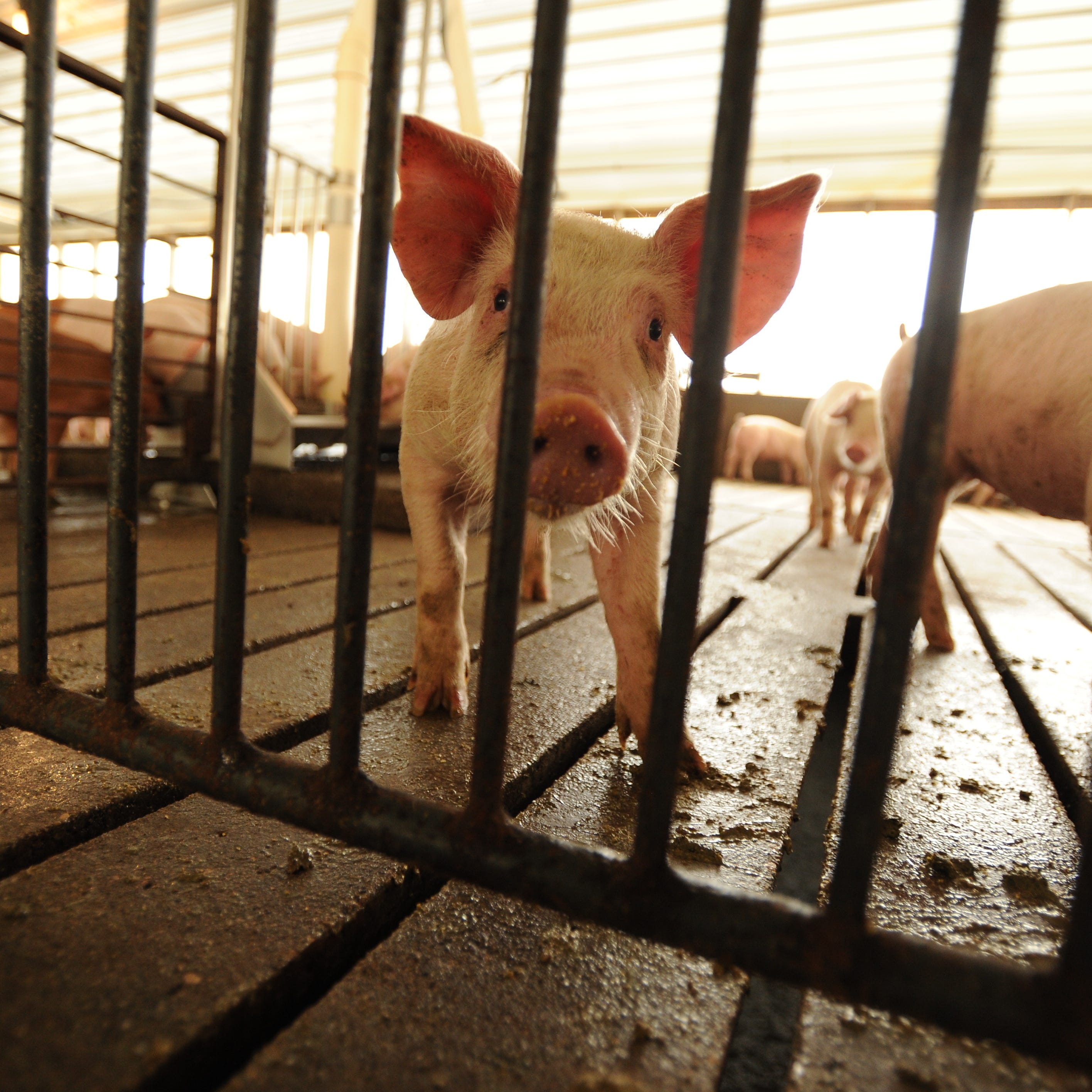 6/10/13 11:59:19 AM -- Denison, IA, U.S.A  -- (hogs, pork) - Young pigs occupy a barn at a hog farm outside of Denison, Iowa.   Photo by H. Darr Beiser, USA TODAY staff ORG XMIT:  HB 129770 Smithfield ham  6/9/2013 (Via OlyDrop)
