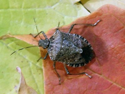 The brown marmorated stink bug is a plant feeder which can be an accidental invader of homes and other structures in fall.