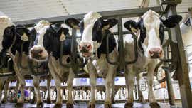 ISU dairy and veterinary experts to give update on bird flu in ruminants