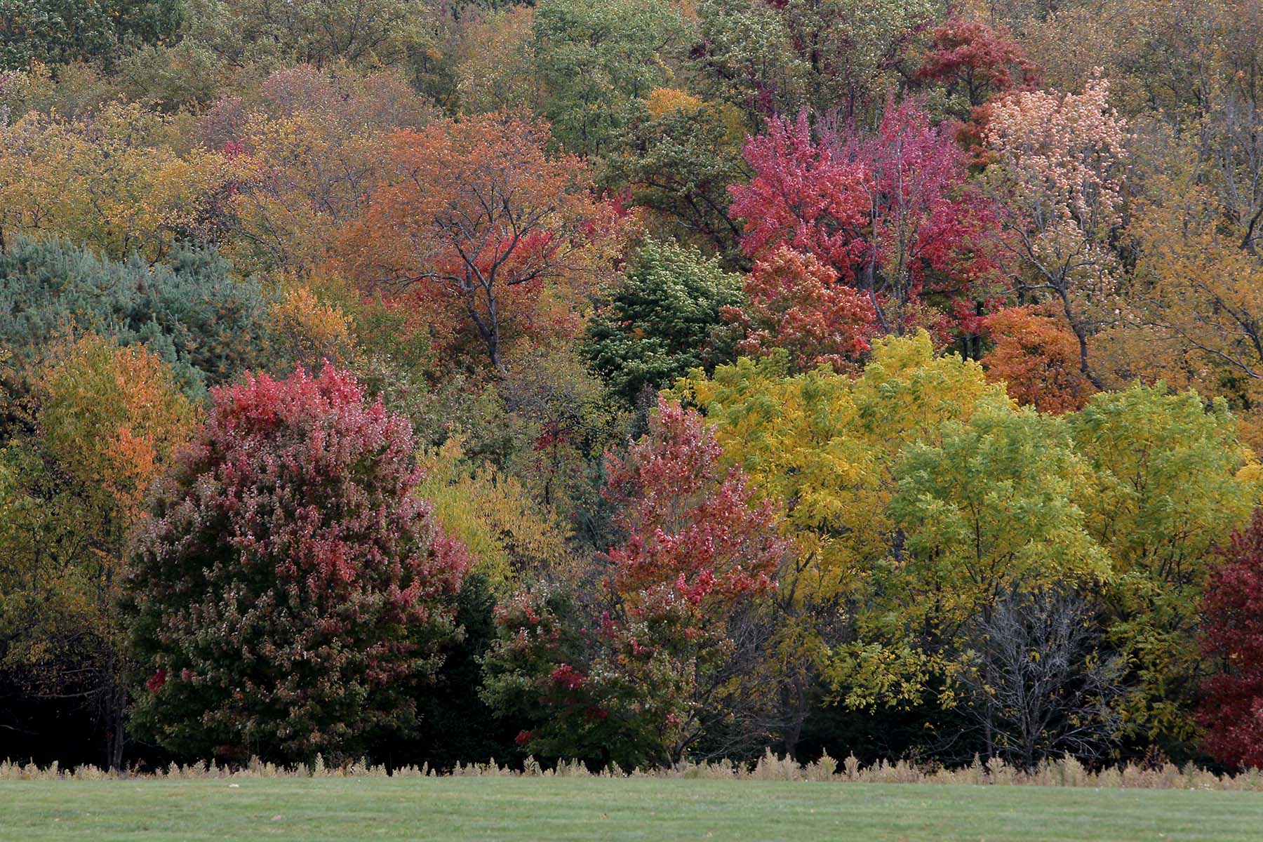 City of Akron leaf pick up 2022 Curbside serves starts on Halloween