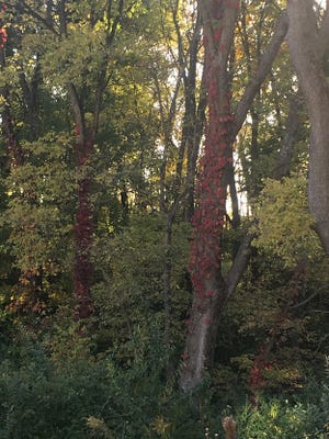 A vine climbing up a dead tree, showing its autumn color.