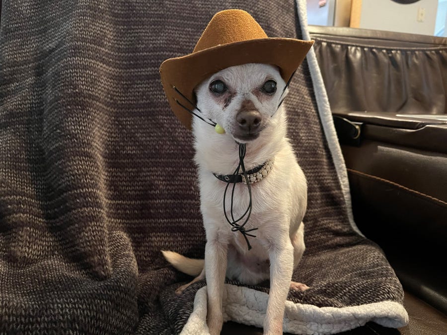 TobyKeith, a 21-year-old chihuahua from Florida, is once again the world's oldest living dog, according to Guinness World Records.