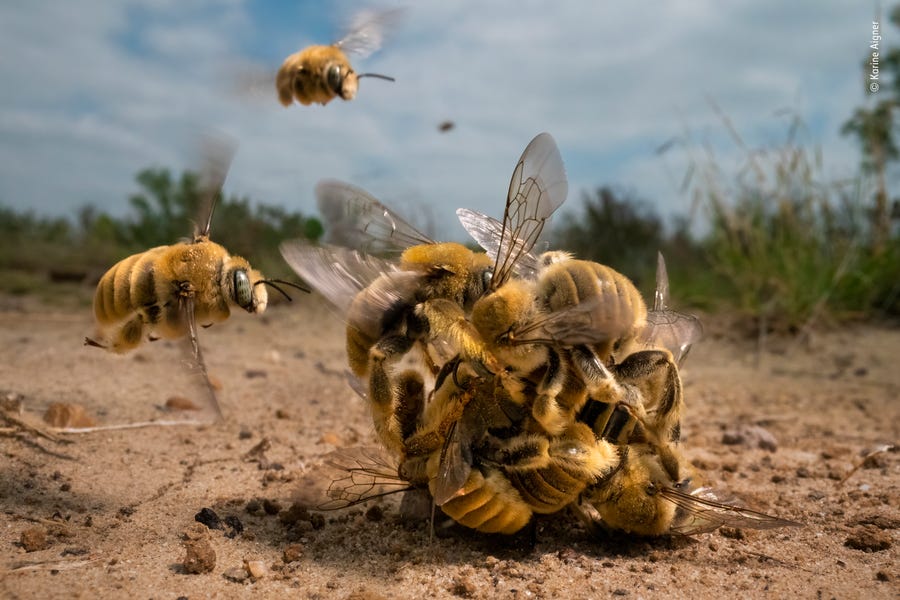 DO NOT PUBLISH OUTSIDE OF COMPETITION CONTEXT: The Big Buzz, by Karine Aigne has won the Grand Title in the London Natural History Museum's Wildlife Photographer of the Year Competition.
