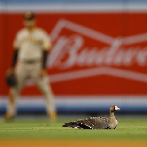 A bird sits on the field during the eighth inning 