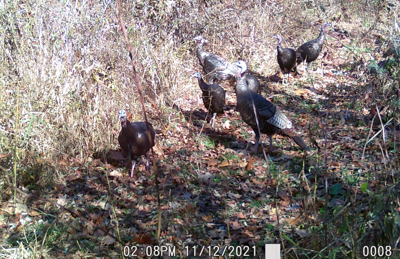 Scout now for better chance at Pa. fall turkey hunting success