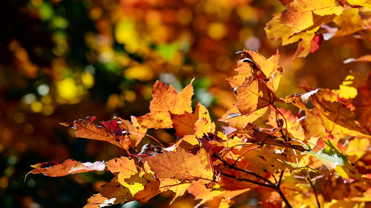 Fall foliage Will Asheville see another vibrant leaf season Experts give their forecast Fall foliage Will Asheville see another vibrant leaf season Experts give their forecast