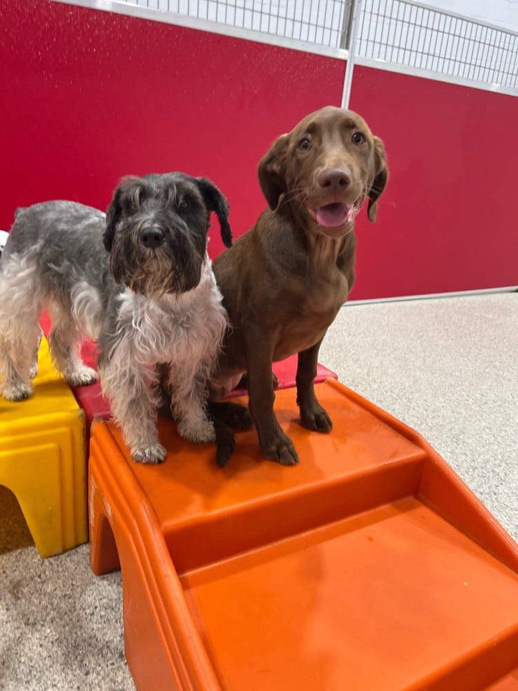 The Dog Stop Gulf Breeze open for dog grooming, training and boarding