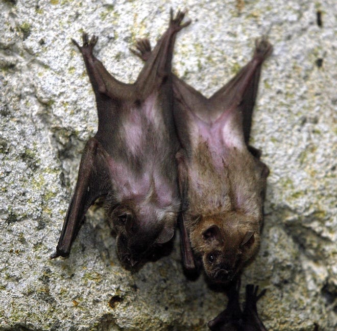 Jamaican fruit bats hang from the ceiling in the Caracol Observatory at the Palm Beach Zoo. PHOTO BY: RICHARD GRAULICH.