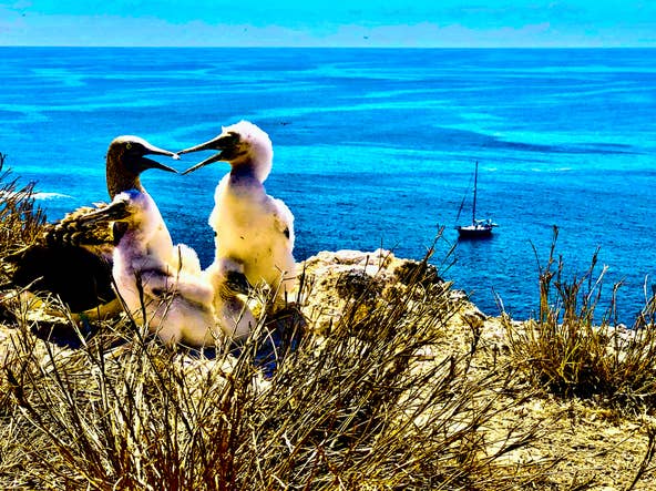 Blue, red and brown-footed boobies inhabit Isabel Island, 43 miles off the coast of San Blas. Six species, totaling nearly 40,000 birds, inhabit remote tropical and subtropical Pacific islands &mdash; nearly half of them in the Galapagos.&nbsp;