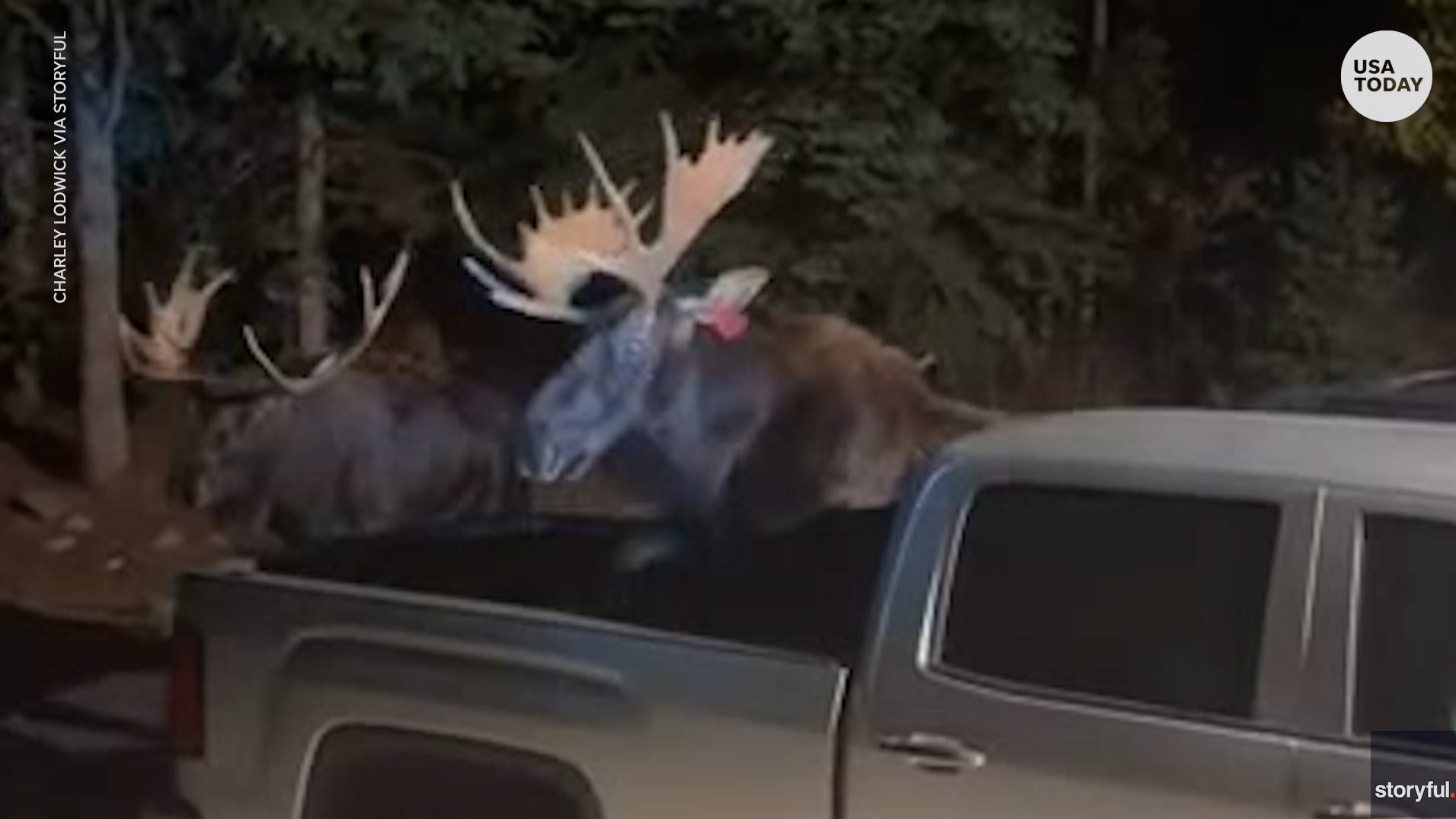 Moose lands in back of pickup truck while fighting in Colorado