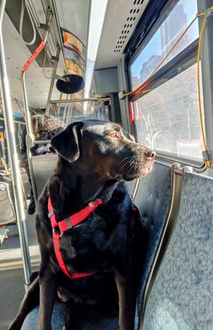 Eclipse, a dog who gained notoriety for riding Seattle’s city bus alone, is seen riding the bus in October, 2021.
