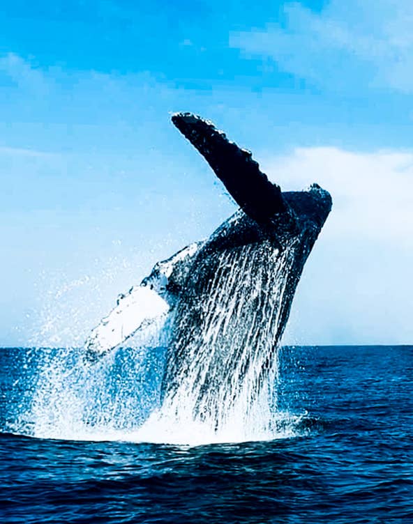 During the winter months, humpback and grey whales grace Mexico&#39;s Pacific. Boats take tourists up close to photograph the gentle giants dancing in the sea. They come to the warm waters of central Mexico, where they find conditions ideal for mating.