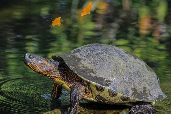 Few places on earth offer the opportunity to get so close to turtles, crocodiles, iguanas and 300 bird species. Zoquipan is one of many enchanting estuaries where fauna thrives. Sunrise provides attractive photo opportunities of local flora and fauna. Boat captains begin exploring as early as 6 a.m. and continue to sunset.