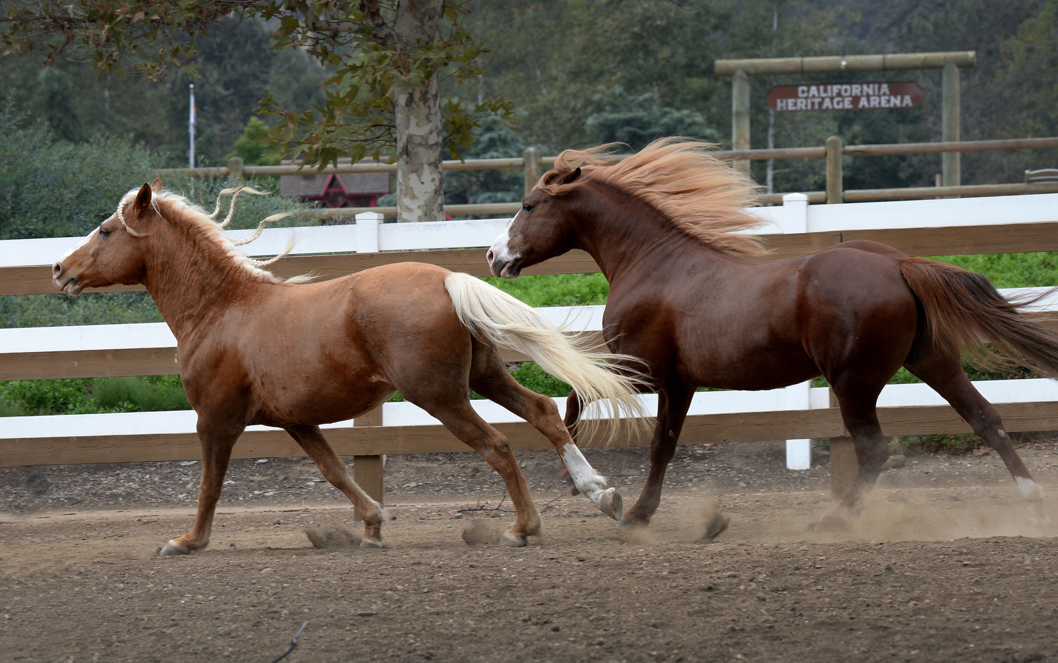 Preserving California history: Santa Cruz Island horses at home in Hidden Valley