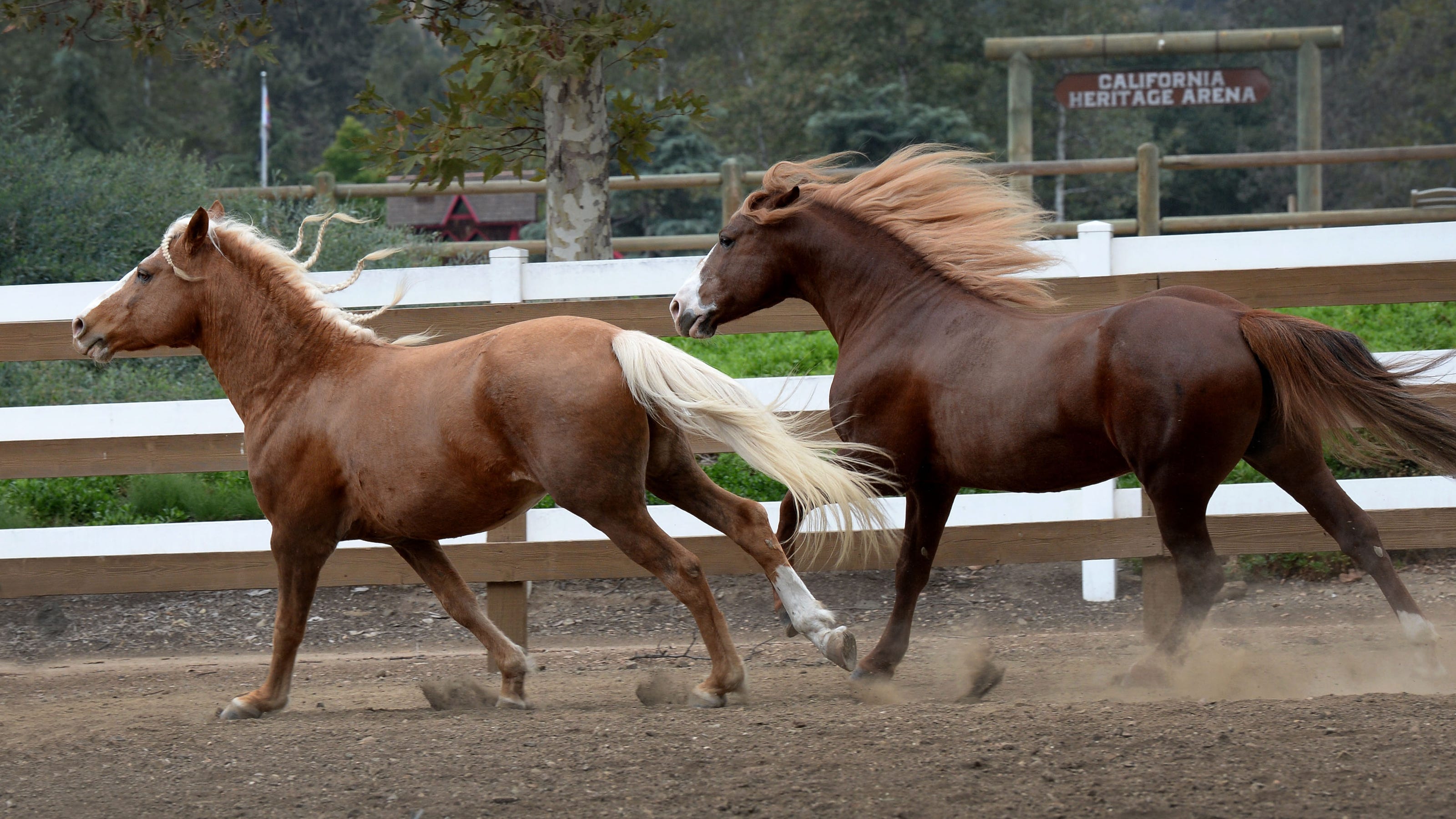 Preserving California history: Santa Cruz Island horses at home in Hidden Valley