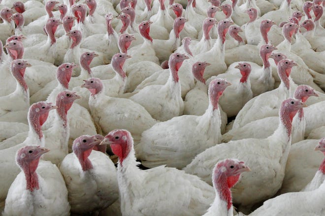 The U.S. Department of Agriculture on Friday, Oct. 14, 2022 proposed sweeping changes in the way chicken and turkey meat is processed that are intended to reduce illnesses from food contamination but could require meat companies to make extensive changes to their operations. (AP Photo/Matt Rourke, File)