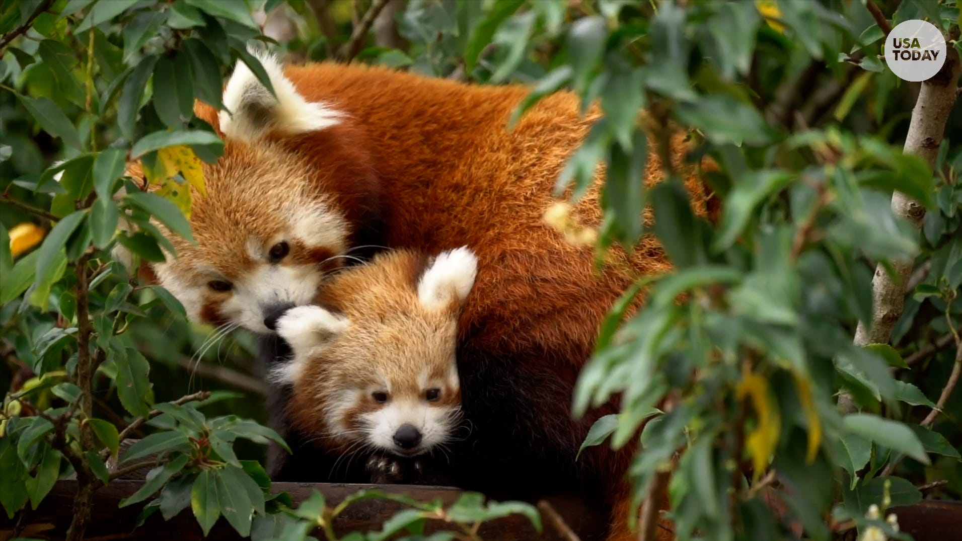 Endangered red panda cub takes first steps outside of nest box at wildlife park in England