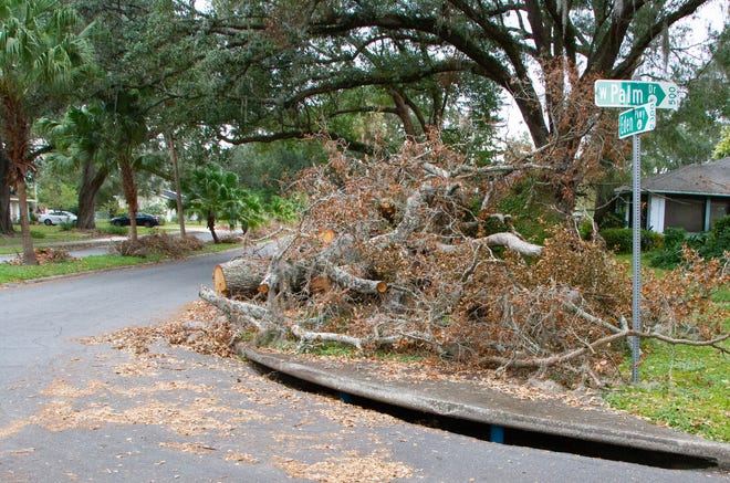 Debris from a fallen oak tree sits at the corner of Palm Drive and Eden Parkway in Lakeland on Wednesday morning.