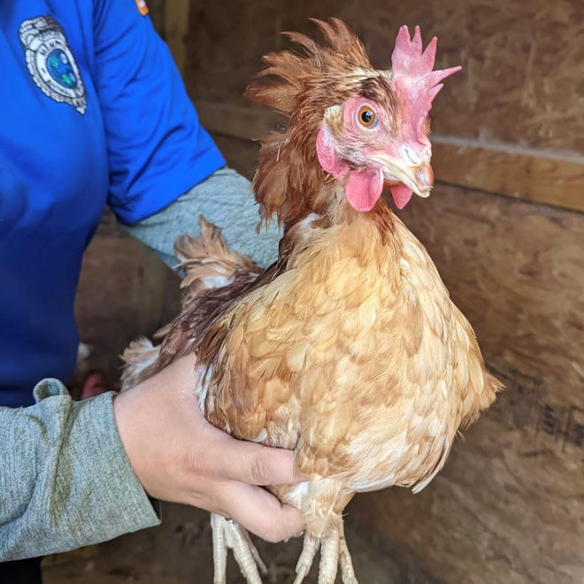 One of the 223 chickens confiscated by Memphis Animal Services unknowingly poses for a photo. The addition of the birds brings an already over-crowded shelter to a breaking point.