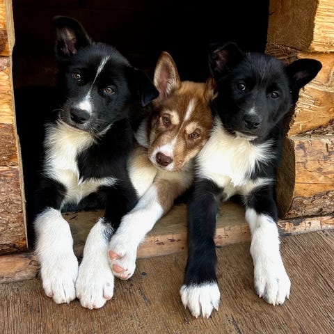 Denali National Park and Preserve's newest sled do