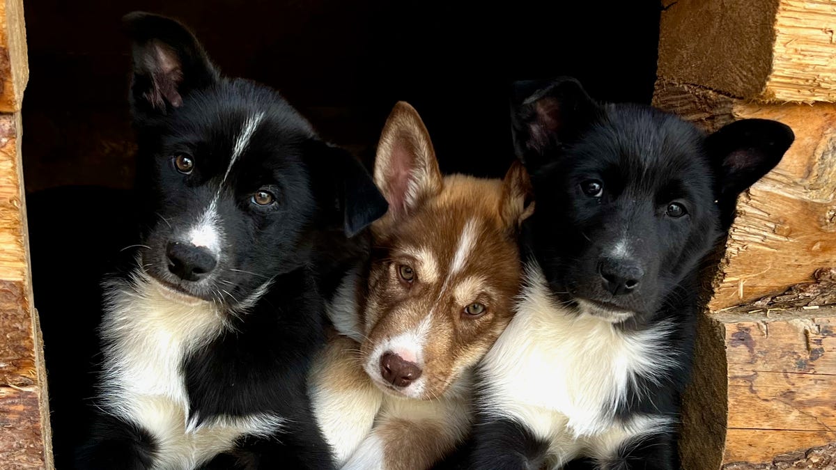 Denali National Park and Preserve's newest sled dogs, Mike, Bos'n and Skipper, are just a few months old, but they already have a long legacy.