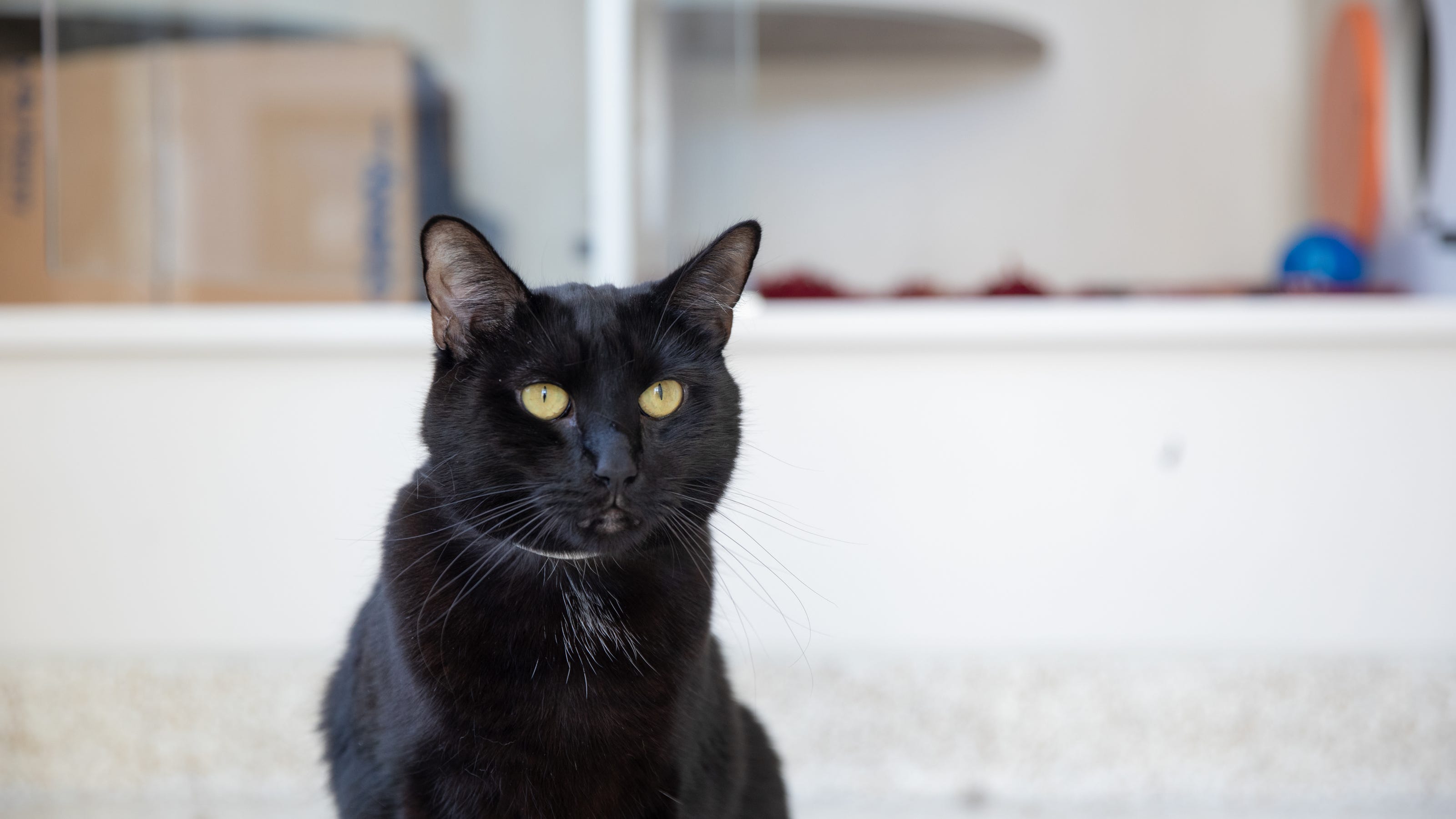 Are Black Cats Really Bad Luck Experts Weigh In Ahead Of Halloween are-black-cats-really-bad-luck-experts-weigh-in-ahead-of-halloween