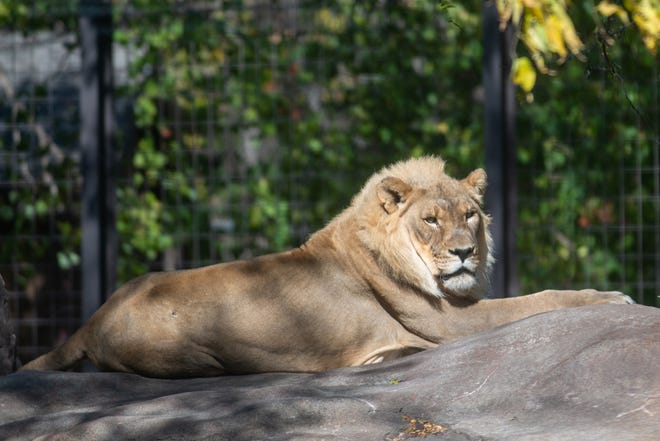 Zuri, aging female lion at the Topeka Zoo, has grown a small mane