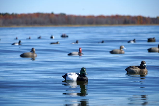 Colorful fall foliage lines the shore and duck decoys float on Green Bay during an Oct. 20 layout hunt.