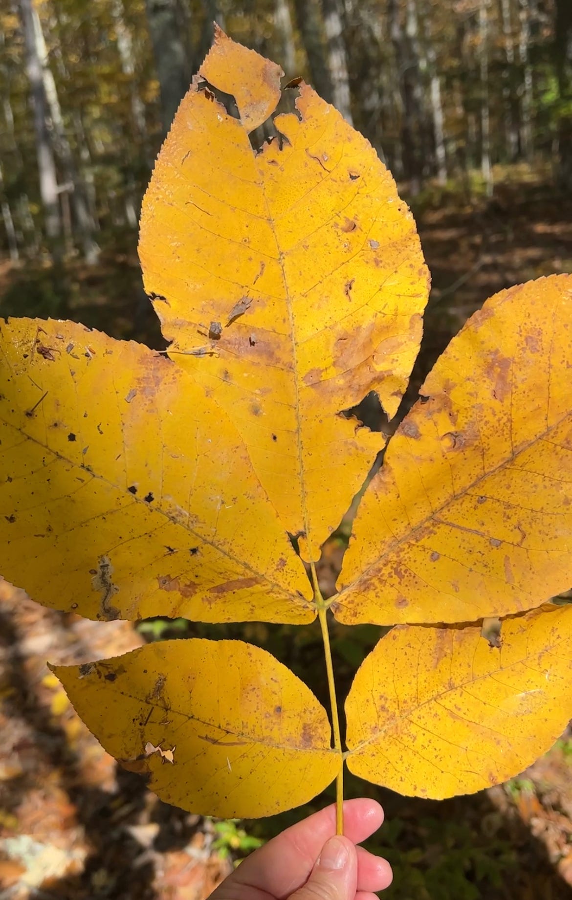 Shagbark hickory nuts the 'black truffle' of the nut world