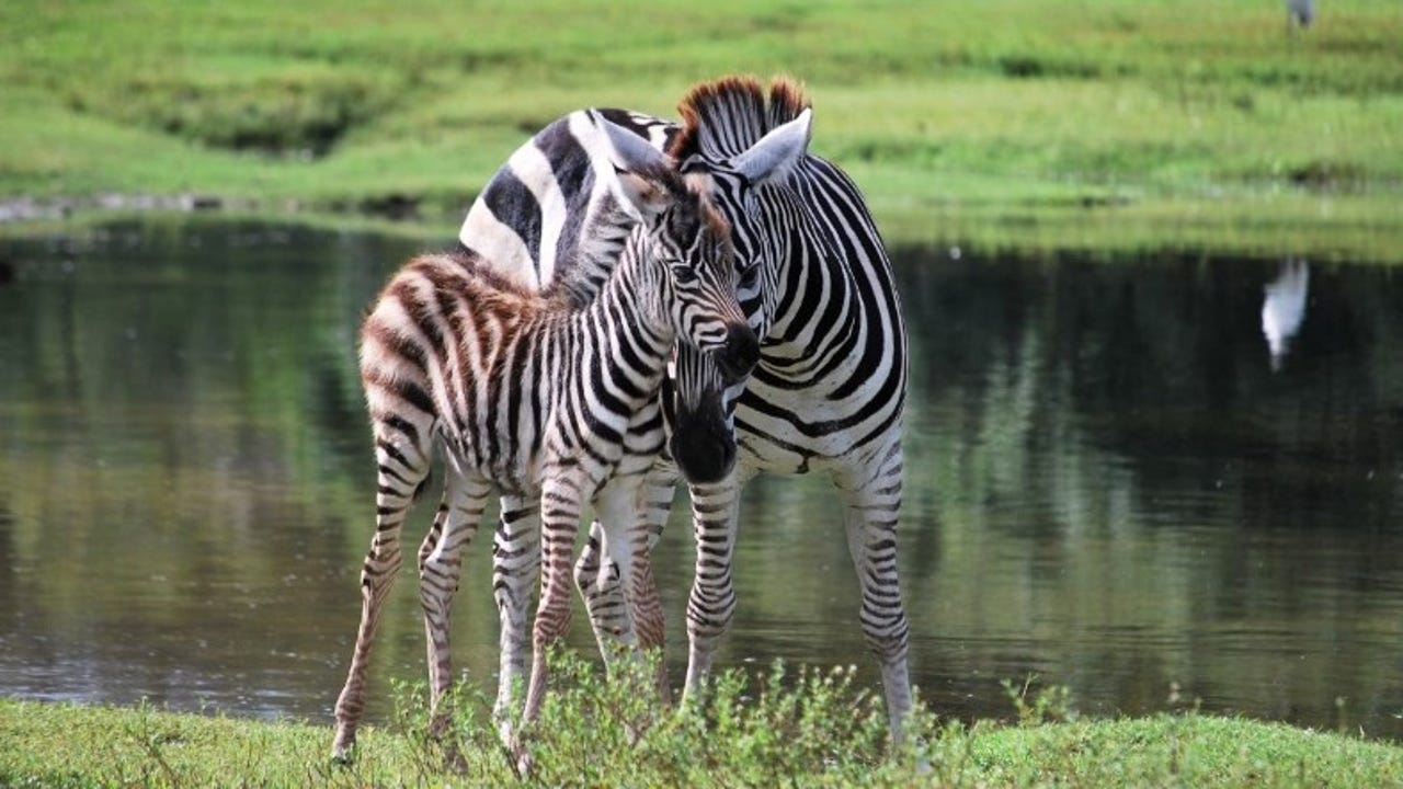 Lion Country Safari South Florida drive-thru zoo welcomes baby zebra