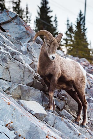 A Rocky Mountain Bighorn Sheep on a cliff's edge in the mountains of Kananaskis Country, Alberta, Canada.