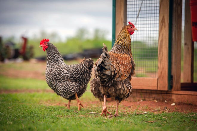 Raising backyard chickens is a trending hobby right now, but domestic poultry are at risk of contracting the highly contagious HPAI -- highly pathogenic avian inluenza.