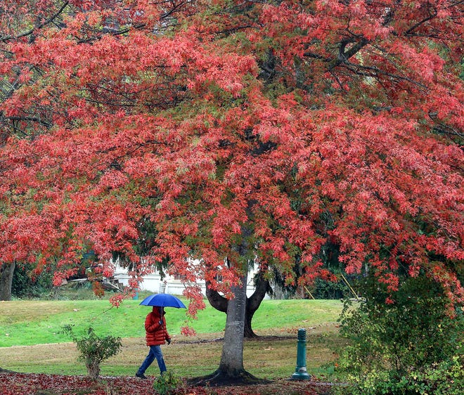 A person with an umbrella passes under a tree sporting its fall colors along the path at Evergreen Rotary Park in Bremerton on a rainy Tuesday.