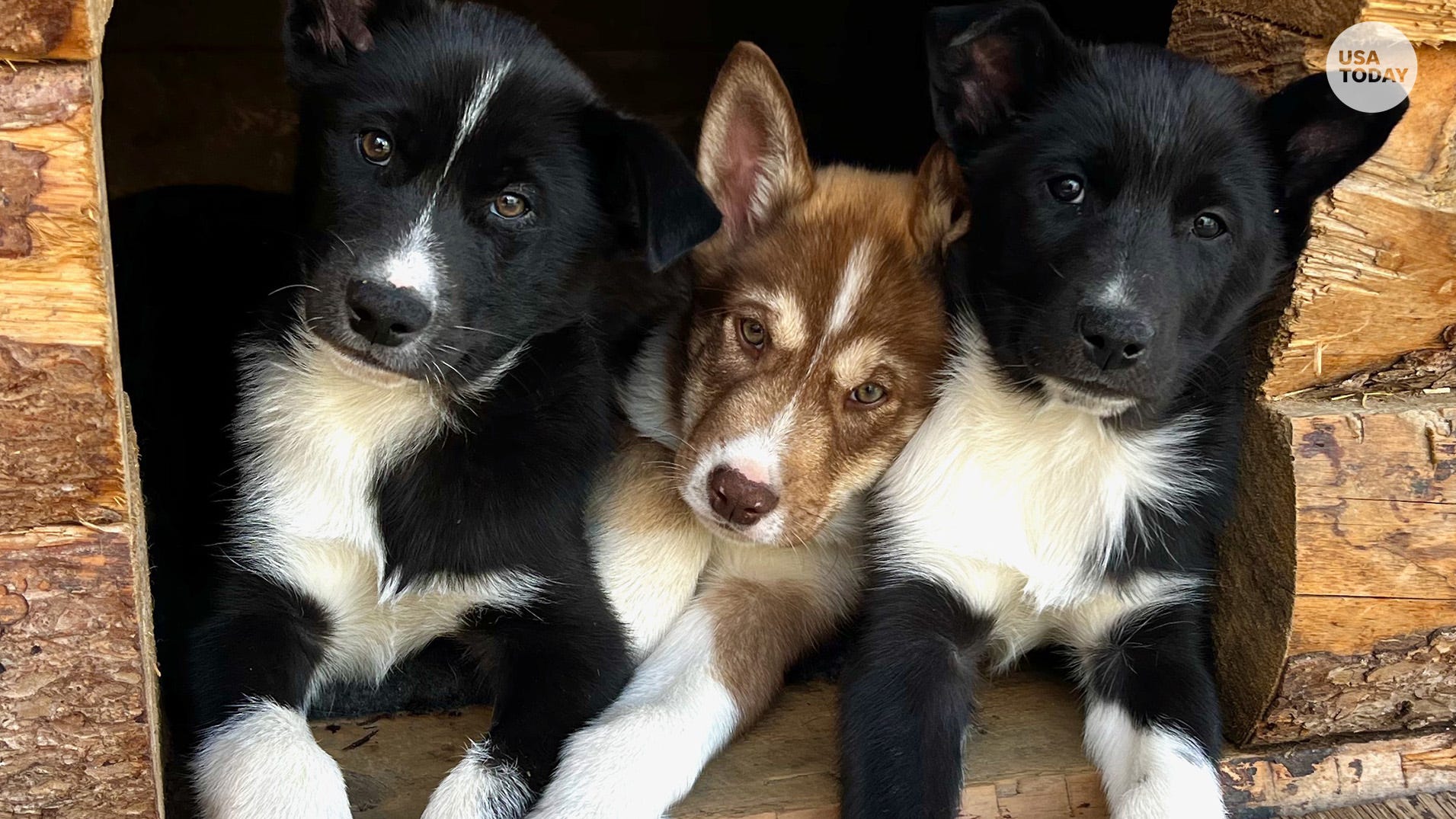 Husky Tri Border Collie Puppies Meet The Future Sled Dogs Of