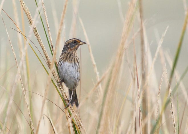 The saltmarsh sparrow is among 'tipping point' birds highlighted in the recently released 'State of the Birds 2002' report. It is vulnerable to rising sea levels due to global warming, but conservation efforts are strong and ongoing.