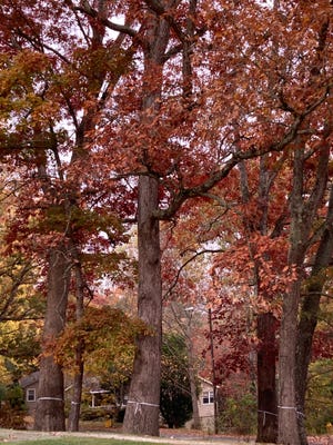 Marked trees on the Asheville Municipal Golf in late October 2022.