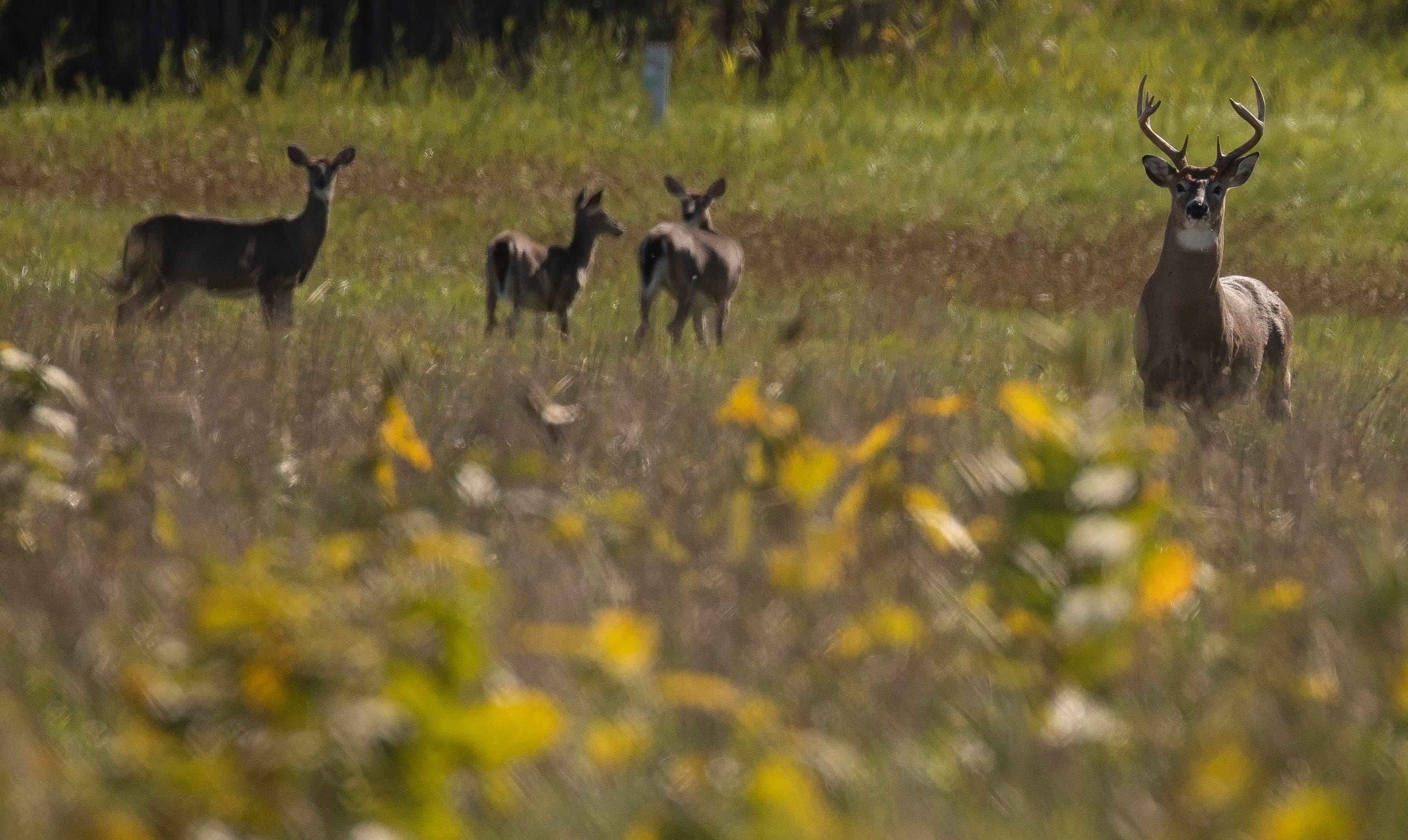 Michigan deer population soaring due to fewer hunters, warming climate