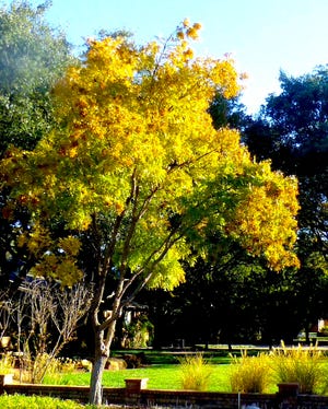 The Texas native Western Soapberry brings year-round interest to a landscape with bright yellow fall foliage, fragrant spring flowers, maturing to amber berries that persist throughout the winter.