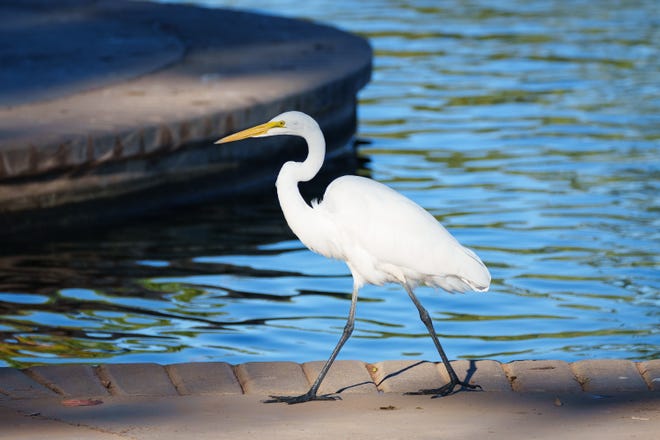 A Great Egret is spotted by the Tucson Audubon Society as they go birding in Reid Park on Oct. 29, 2022, in Tucson.