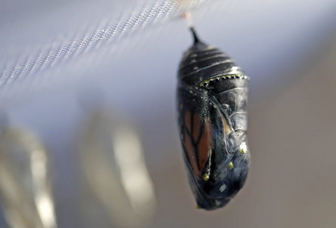 The wings of a monarch butterfly are visible in this chrysalis.