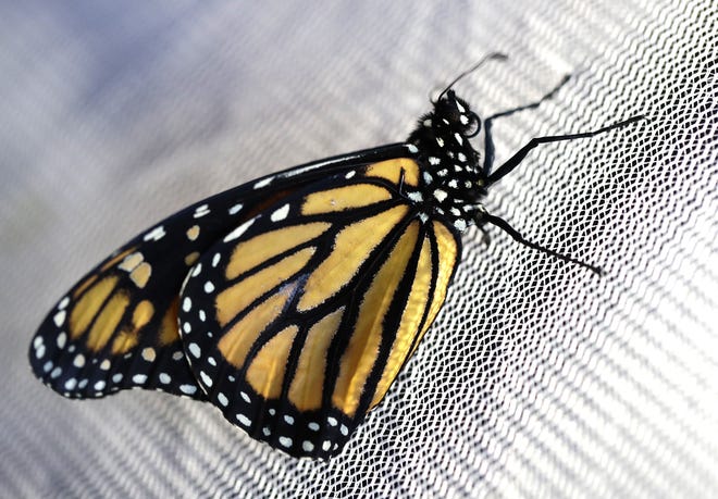 This monarch butterfly will be shipped overnight to Texas, where it will be tagged and released.