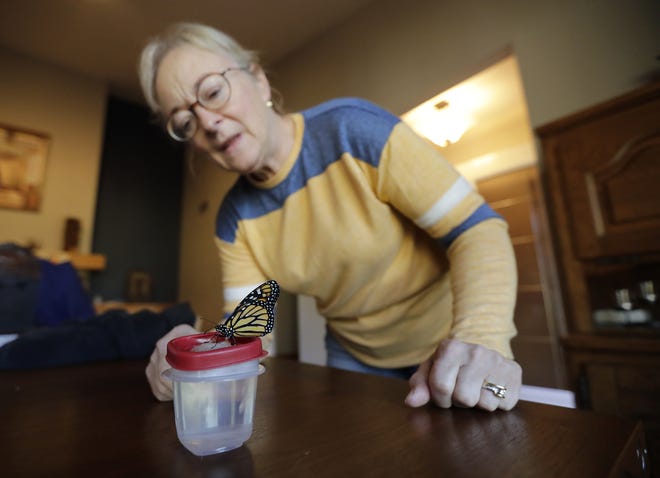 Alicia Griebenow watches as a monarch butterfly feeds from a cotton ball soaked with a solution that is one part homemade honey and eight parts water.