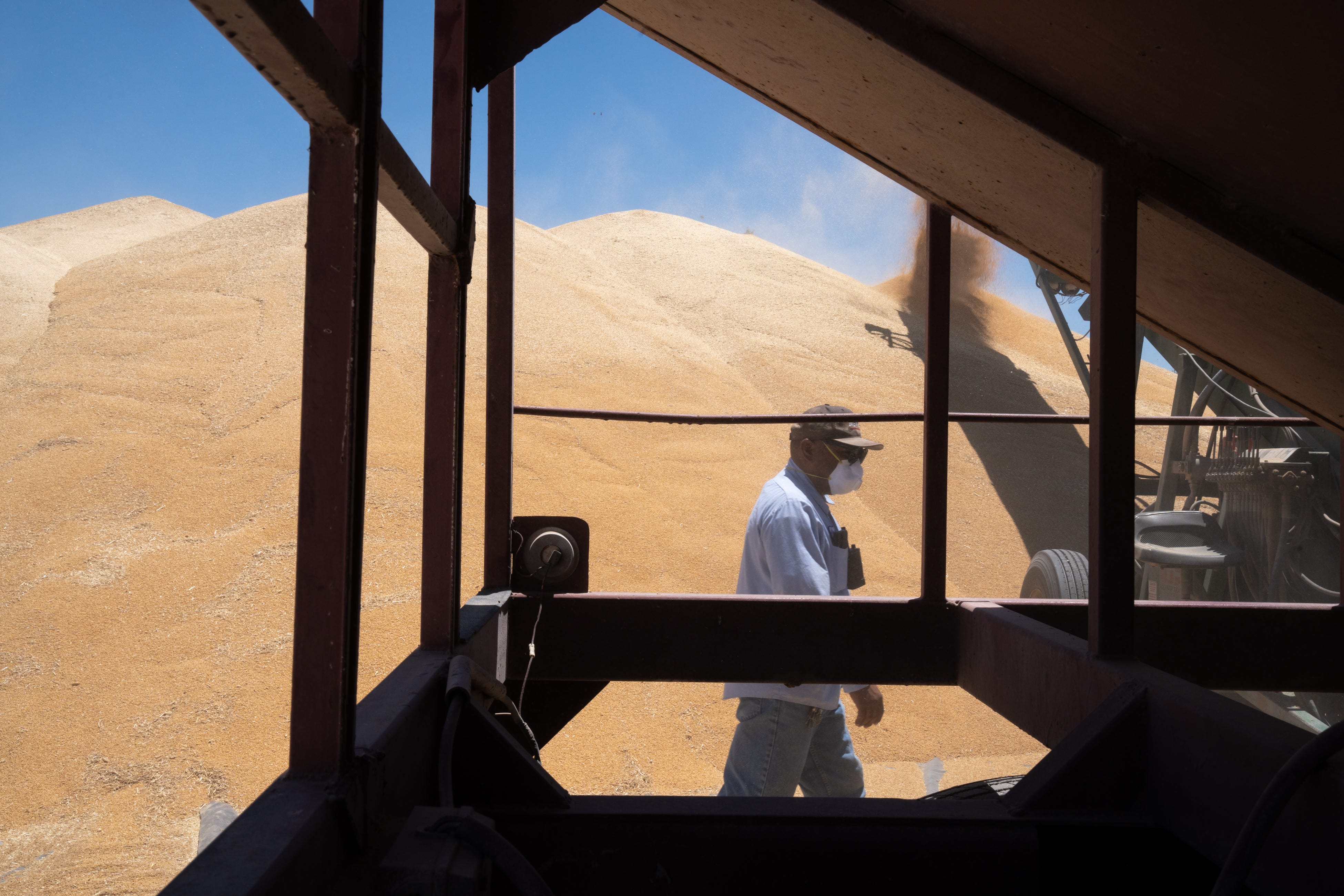 Ricardo Cortez unloads durum wheat on June 1, 2022, at Imperial Grain Growers Inc. in Brawley, California.