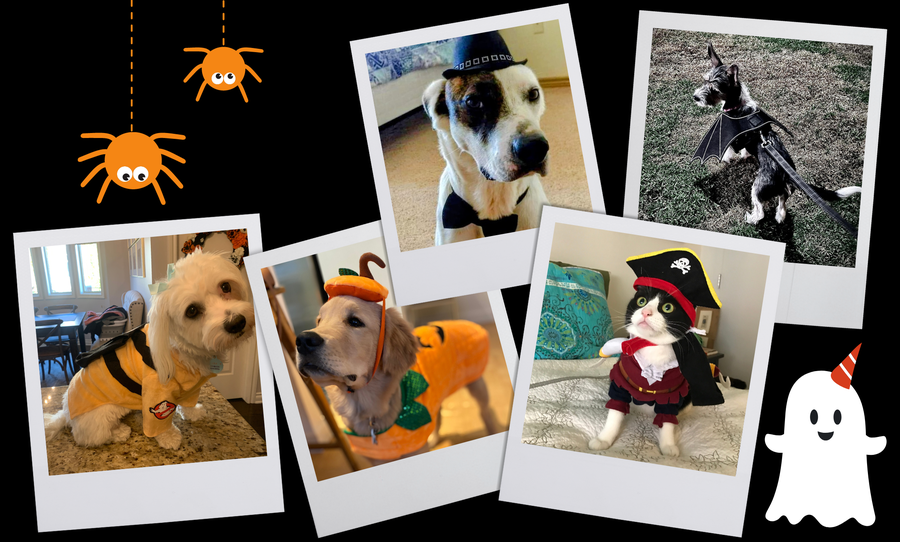 Short List readers sent in these spook-tacular photos of their pets in Halloween costumes.