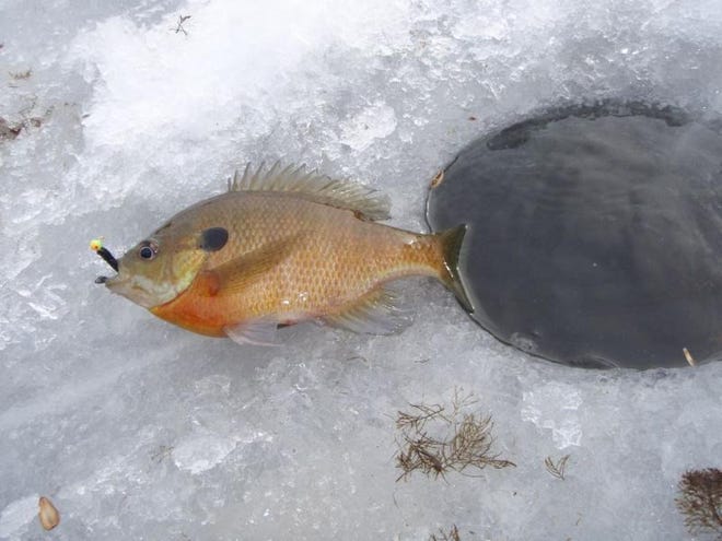 Bluegill are the state's most popular ice fishing species.