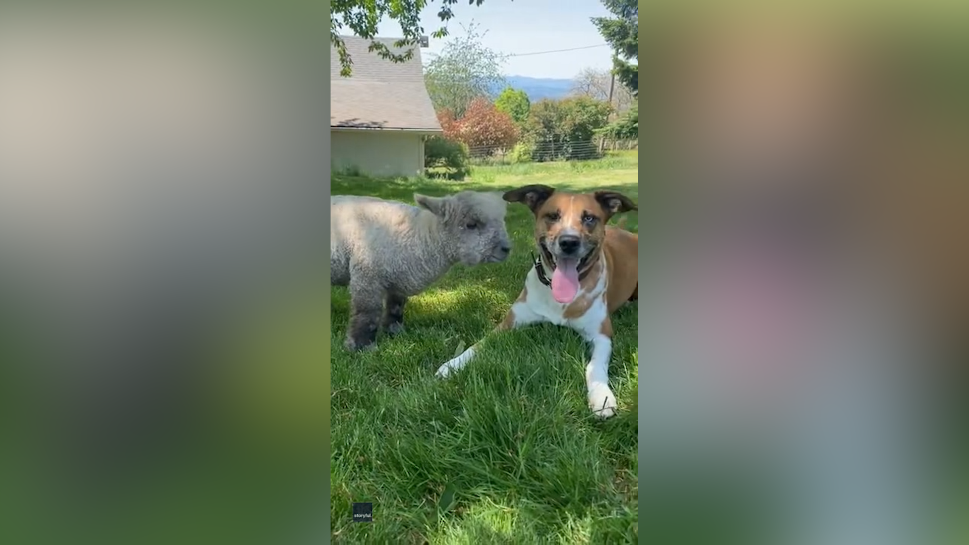 Do Dogs Ever Reject Their Puppies