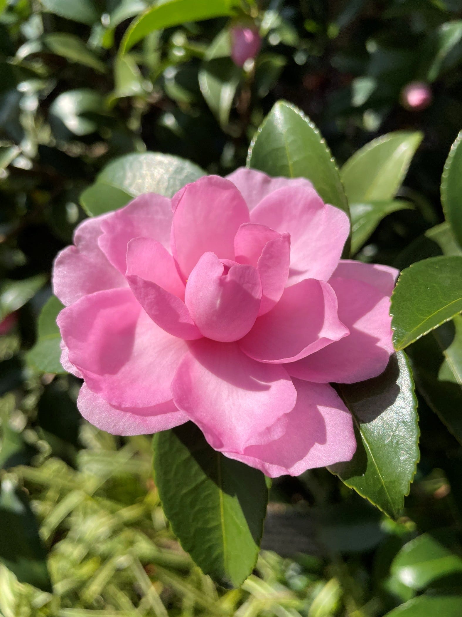 Camellias Are they a southern flower and is Louisville in the South?
