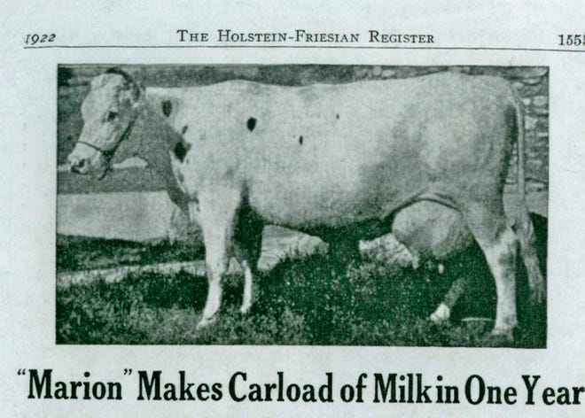 Loeb Farms’ champion milk producer Kolrain Marion Finderne.