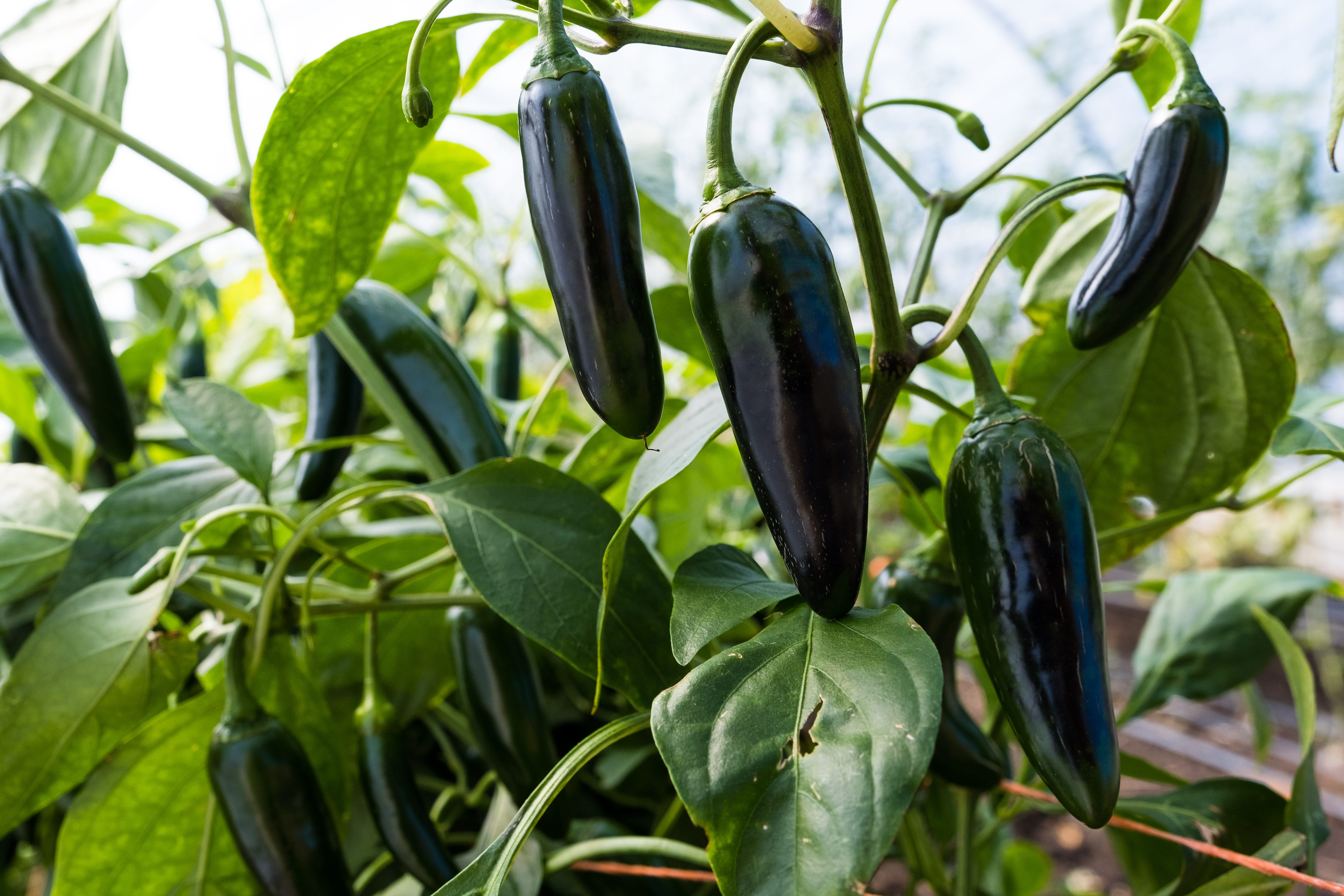 Poblano peppers on Kamal Bell's farm in Cedar Grove, North Carolina, on Oct. 10, 2022.